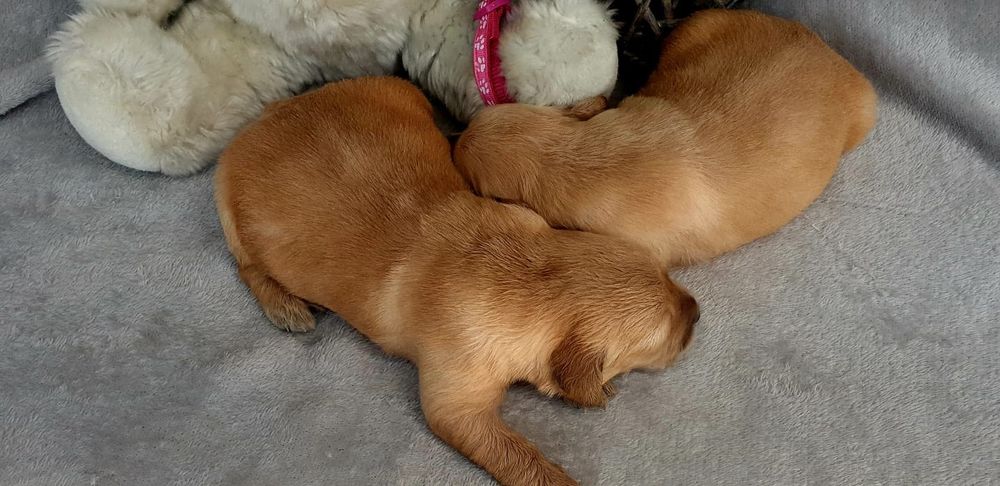 Golden Retriever com LOP e Afixo