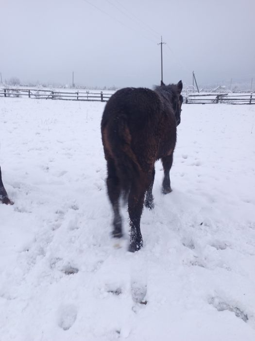 Продам жеребчика