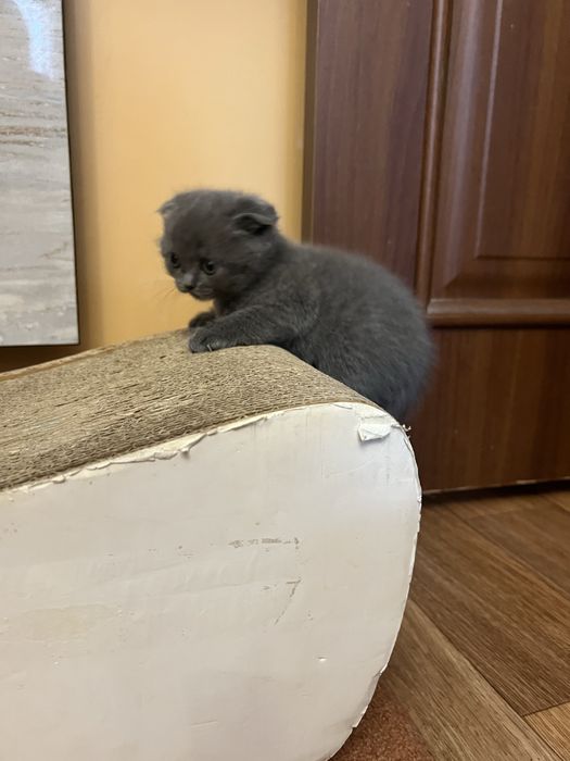Шотландське вісловухе кошеня