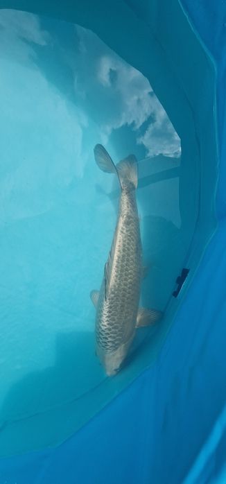 Carpas koi com 34cm