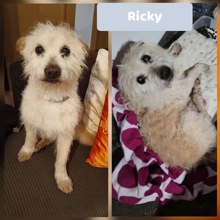 Cão porte pequeno, muito meigo, adoção responsável