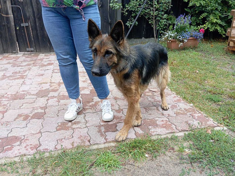 Pola - śliczna sunia w typie owczarek niemiecki