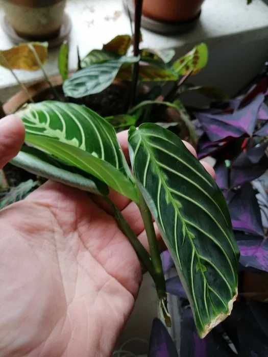 Maranta lemon lime szczepka