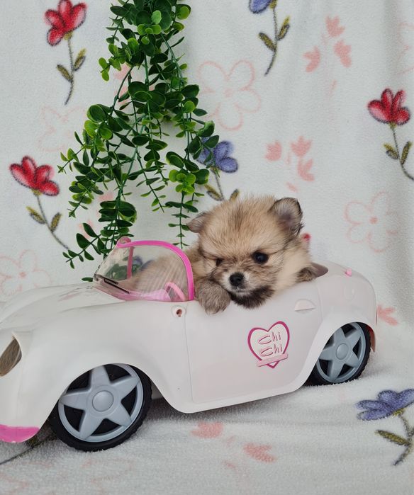 Estupendo mini mini 460g Lulu da Pomerânia/Spitz Alemão Anão de Qualidade