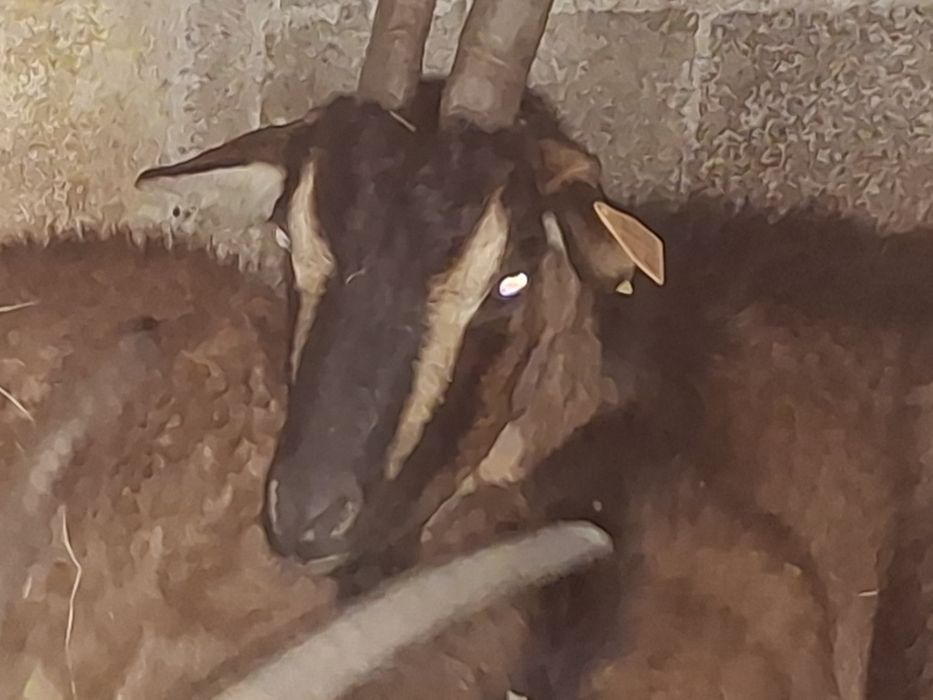 Vendo cabras e machos