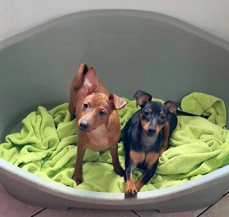 Pinczer, pinczery, pinczerki miniaturowe z metryczkami FCI