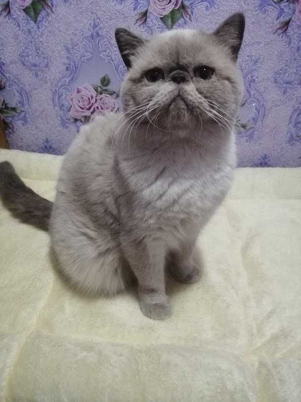 Прямоухий котик на вязку