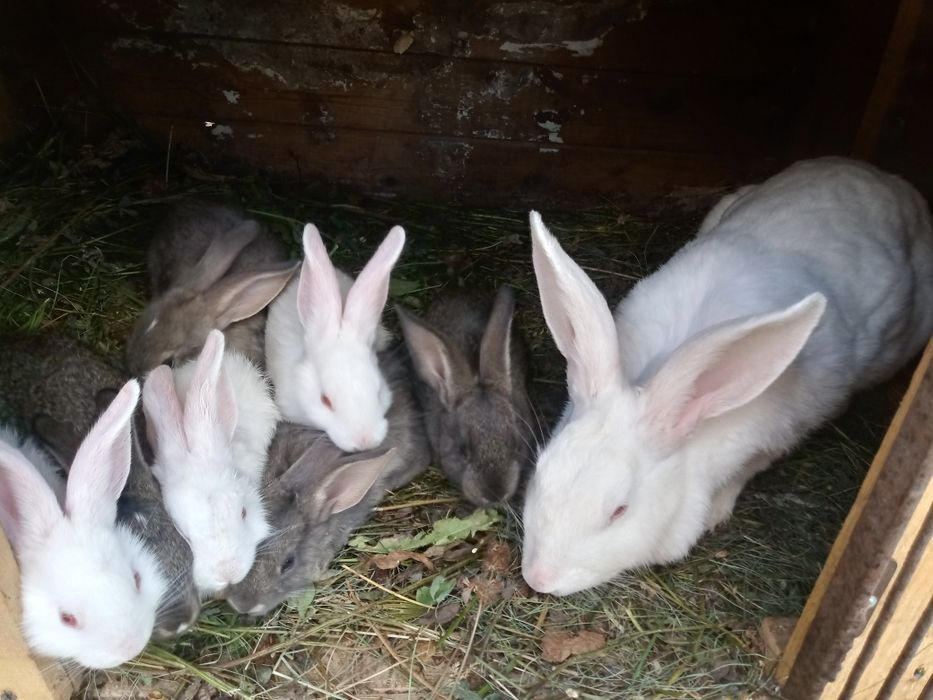 Кролики девочки и мальчики