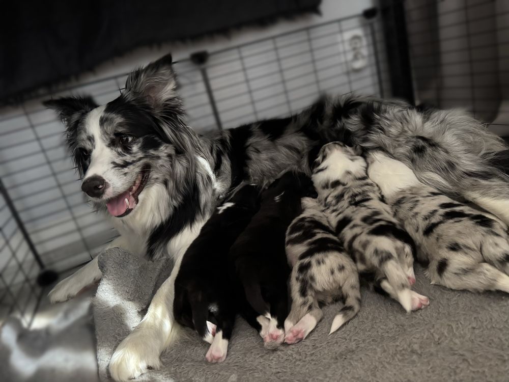 Border Collie piesek merle. Linia Show. ZKWP/FCI.
