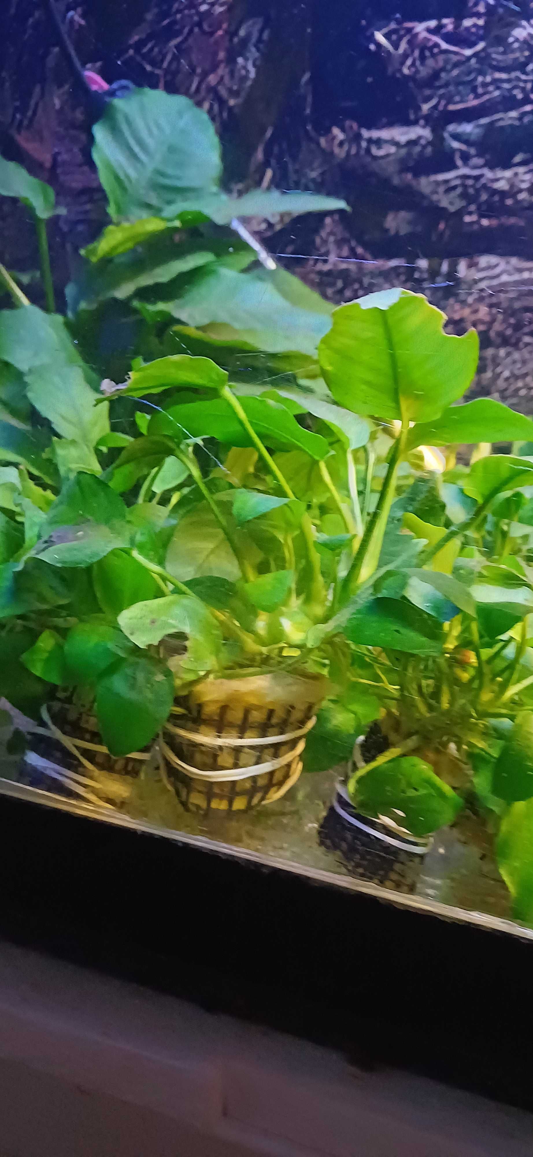 Plantas de aquario / vasos