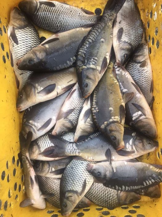 Продам живу рибу