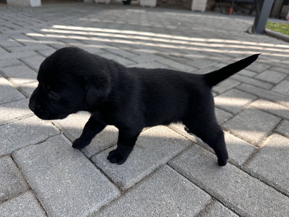 Labrador Retriever LOP e Afixo