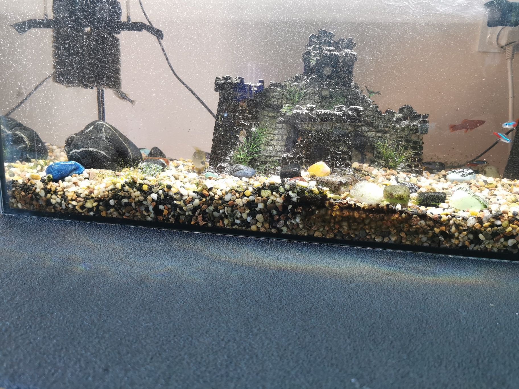 100 litrowe akwarium z rybkami