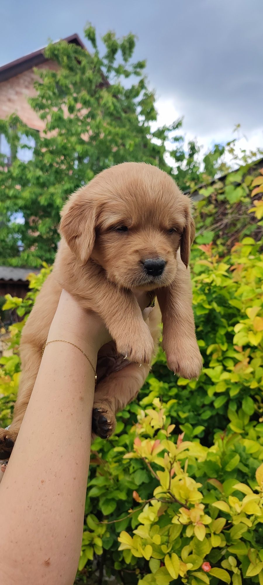 Golden Retriever złoty