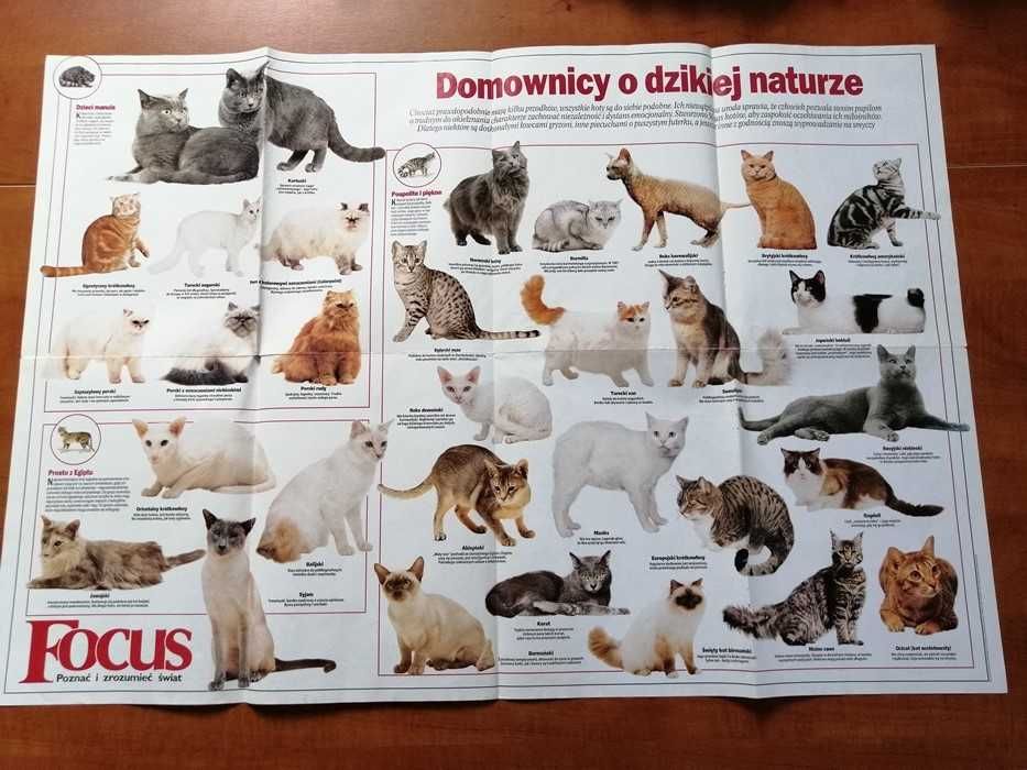 Plakat poster Rasy Psów i Kotów. Duży, dwustronny.