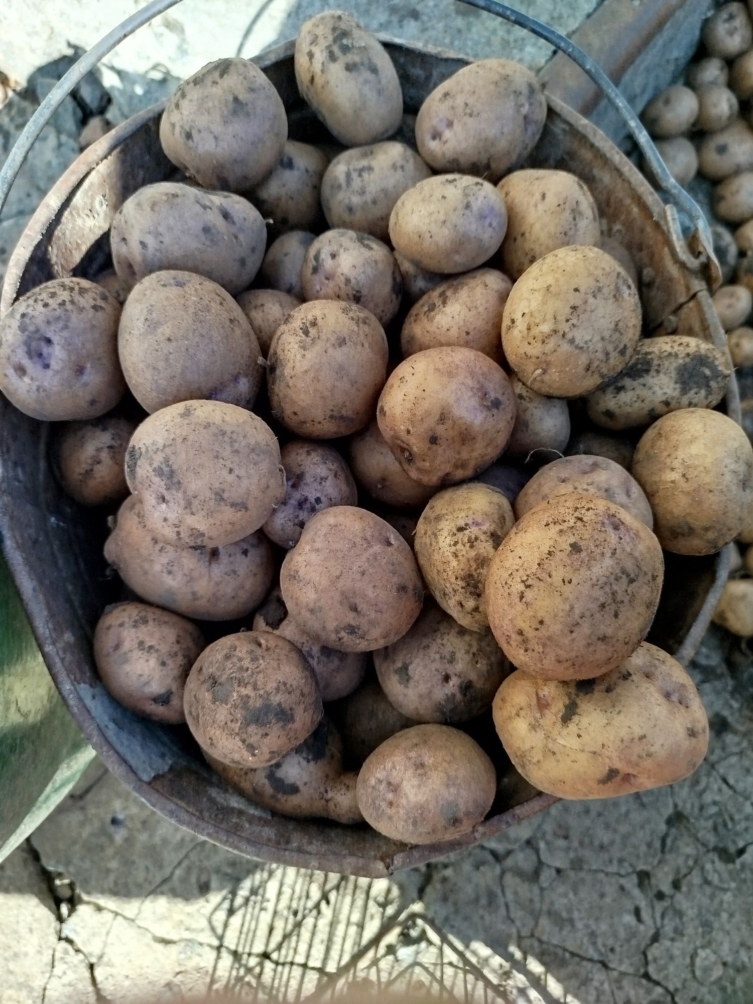 Картопля синьоглазка, насіння,сорт колишній. 60 грн.за кіло..