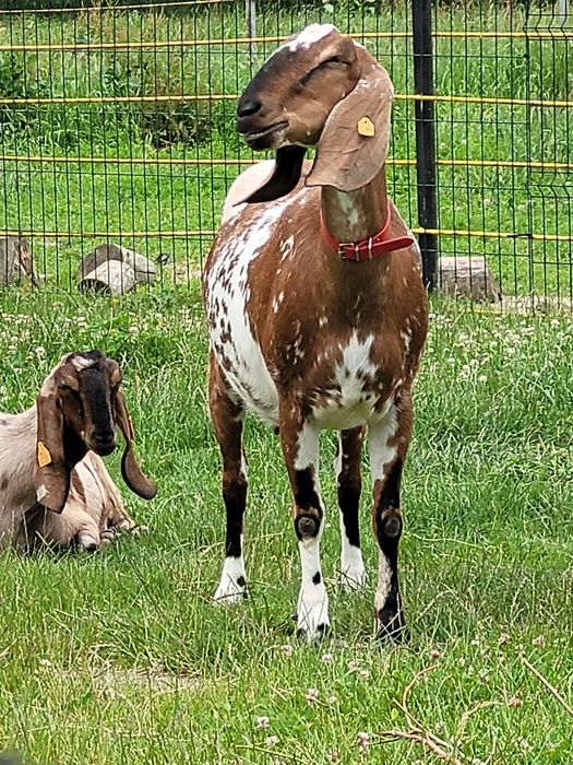 Sprzedam  kozy anglonubijskie