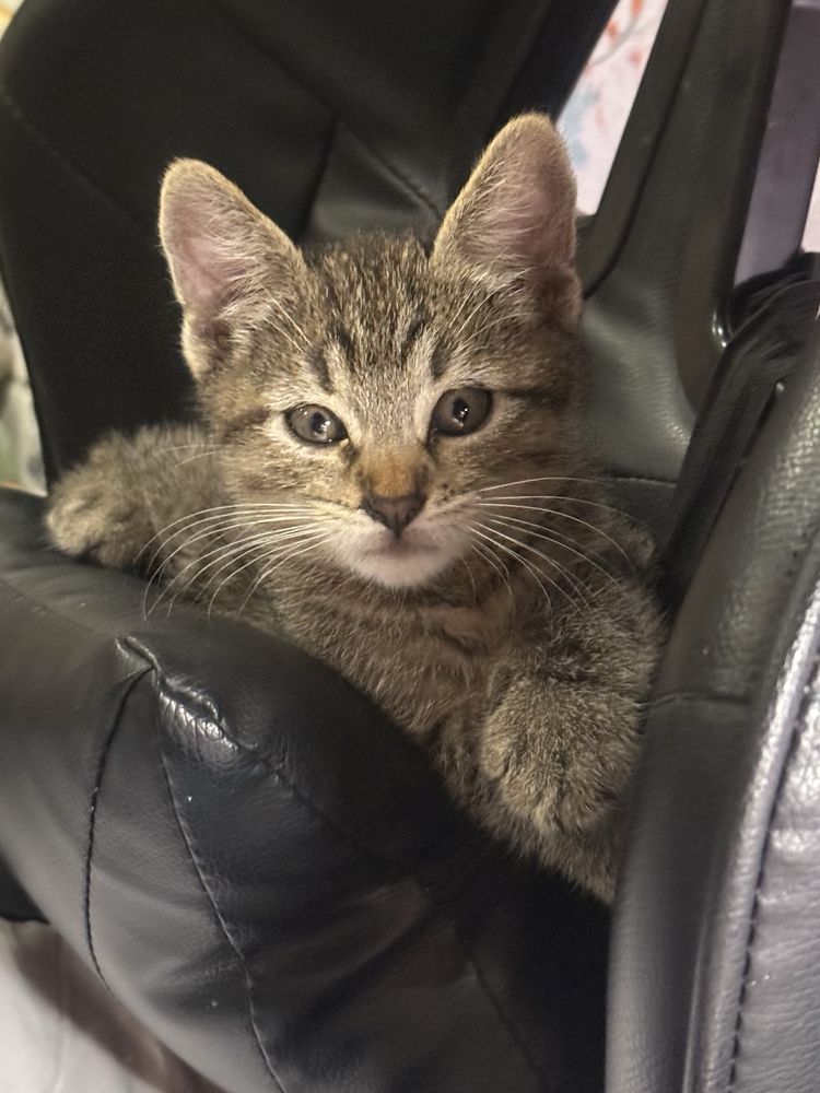 Котенок бесплатно