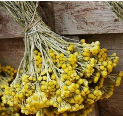 Suszona kocanka piaskowa