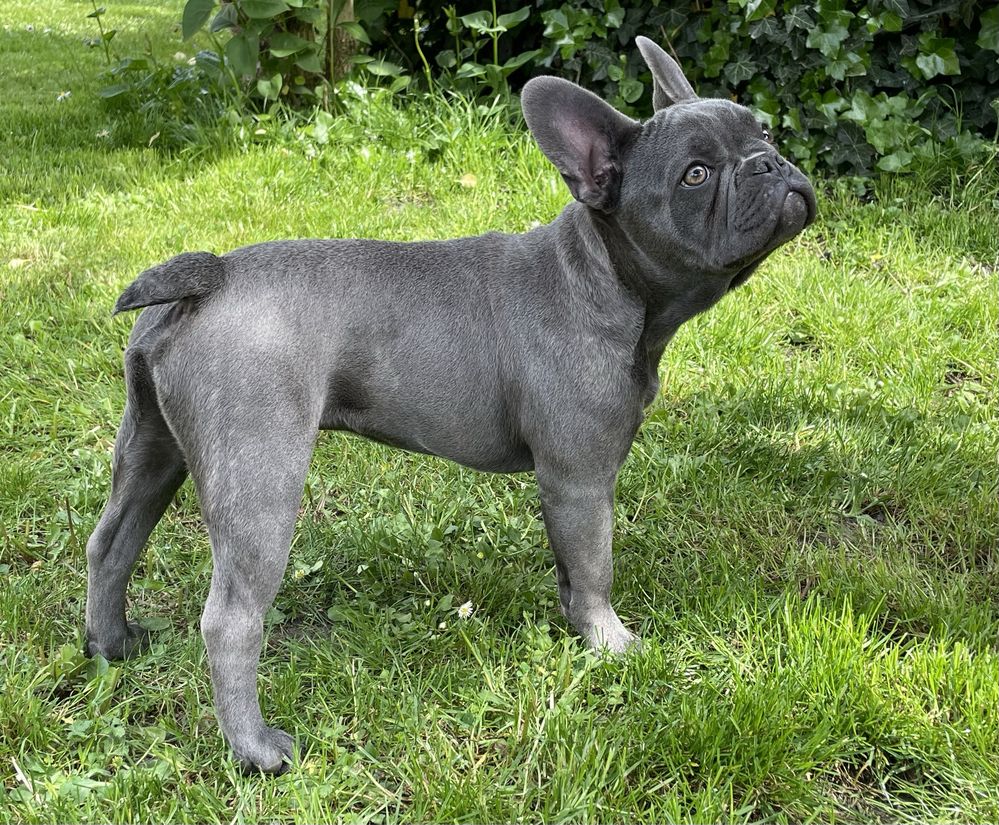 Piesek szczeniak blue rasy Buldog francuski rodowód OSTATNI