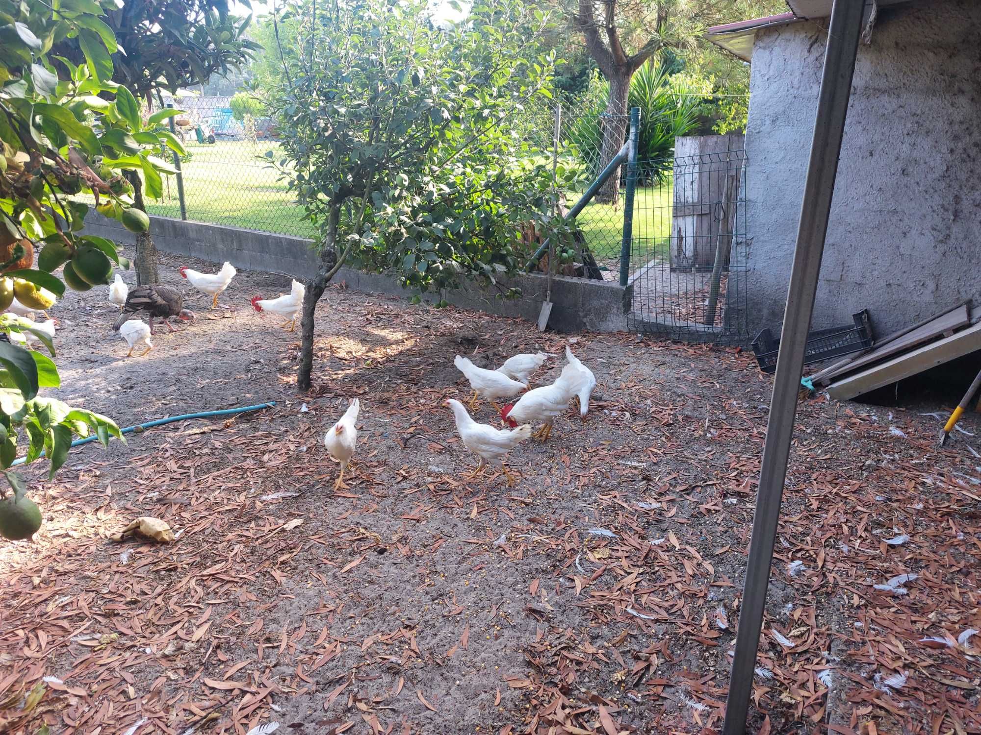 Casal galinhas leghorn