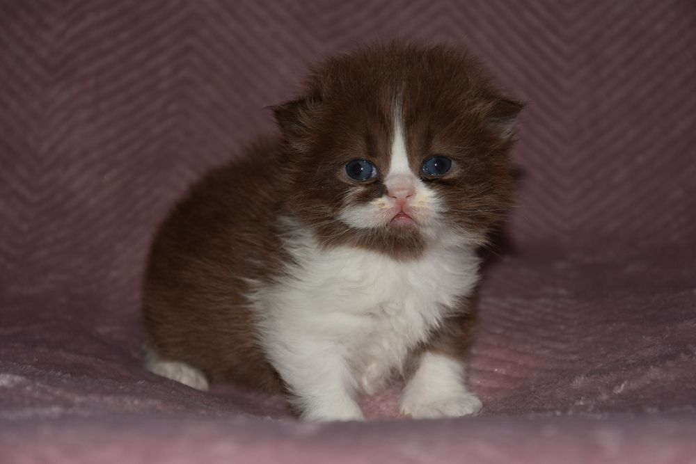 Kotka Brytyjska Długowłosa czekoladowa