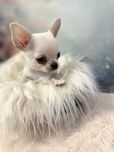 Chihuahua piesek rodowód ZKwP / FCI