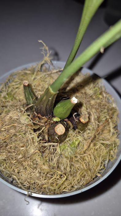 Хоста гигантея(голубые листья),Стангопея-1100грн