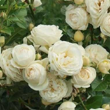 Троянди англійські Джульєтта, Мунстед вуд,Крон прінцесс Маргарет і ін.