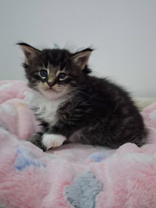 Gatinho Bosques da Noruega  com lop