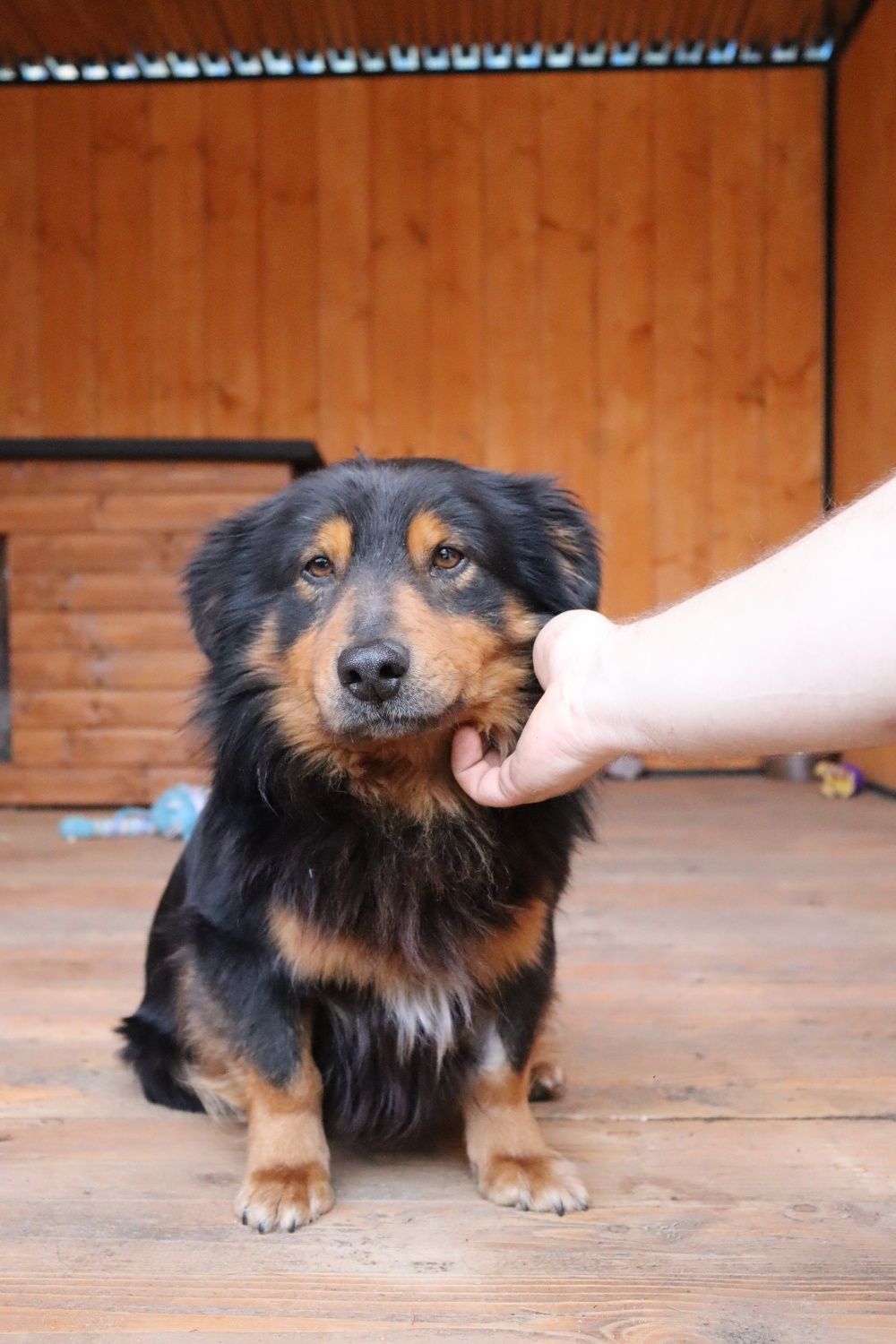 Uroczy Misiu adopcja mały psiak