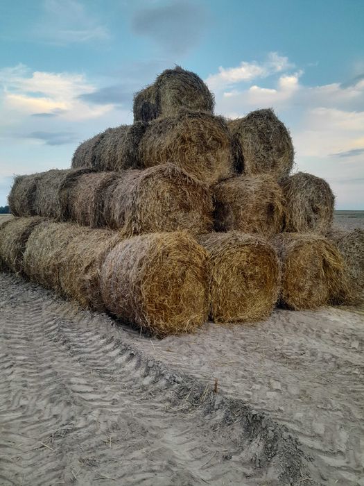 Słoma tegoroczna 120x120