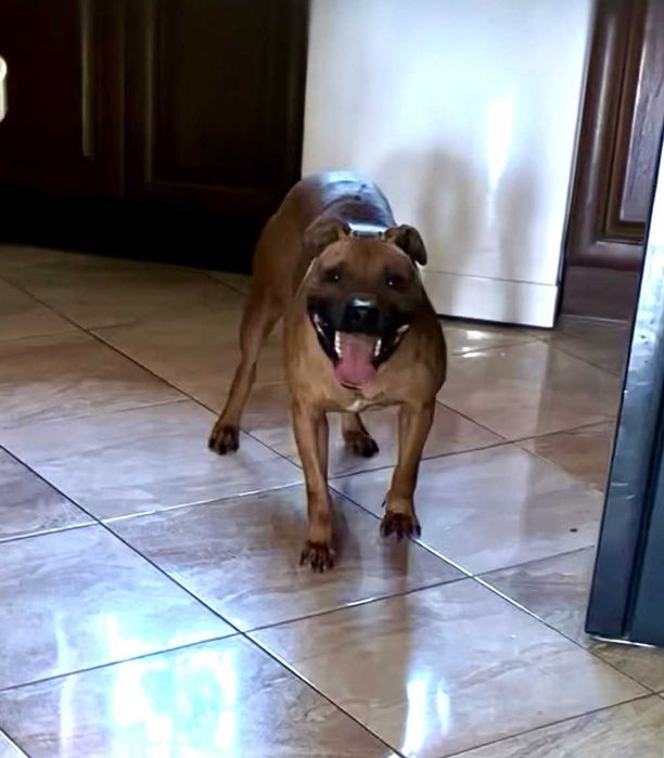 Szczeniak American pit bull terrier, pitbull