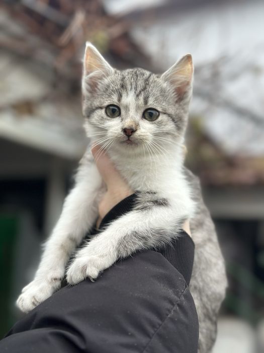 Шукають люблячу родину