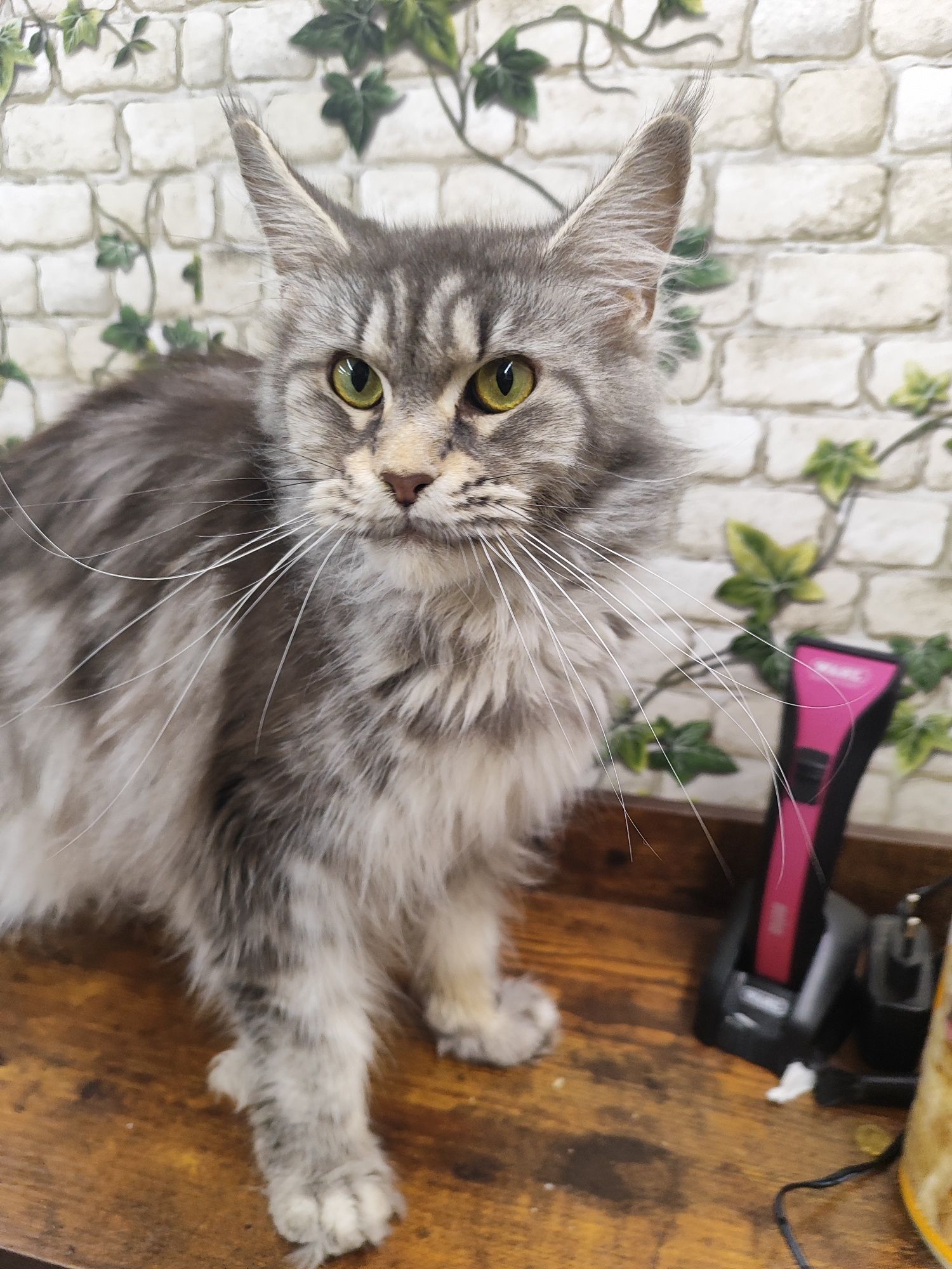 Maine Coon kotka