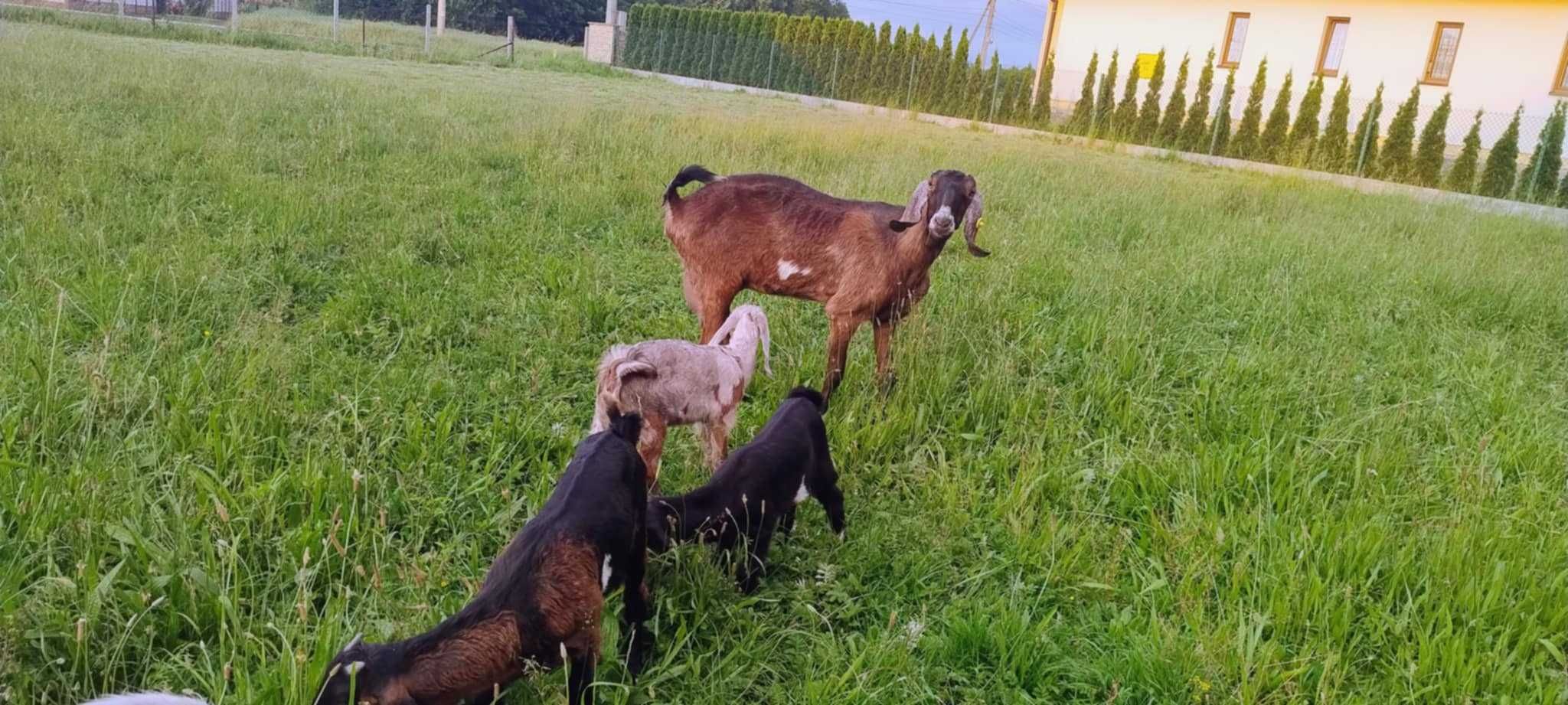 Sprzedam kozę i koźlęta Anglonubijskie
