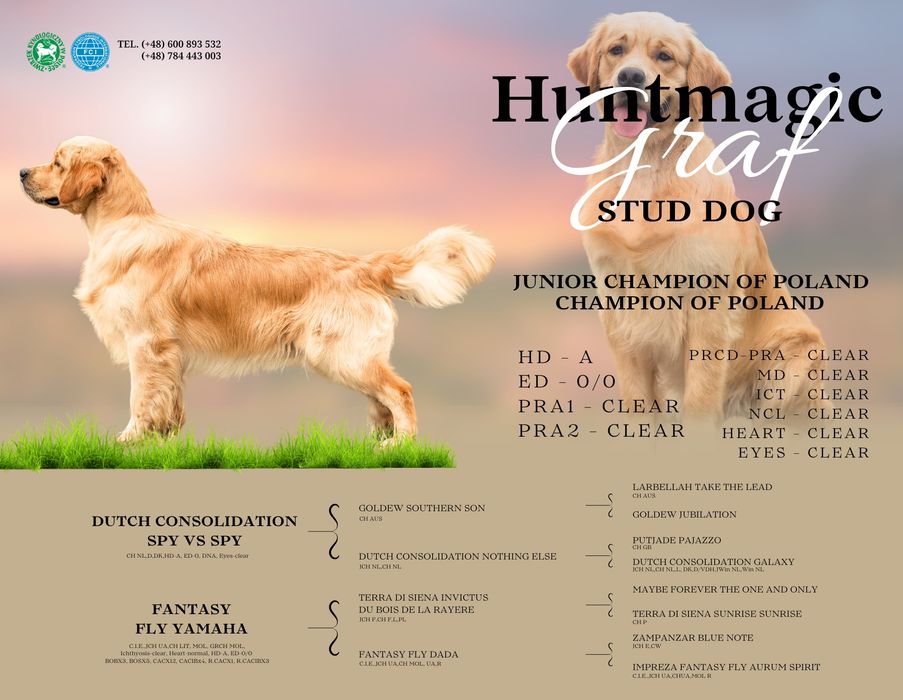 Golden Retriever reproduktor ZkwP ZŁOTY