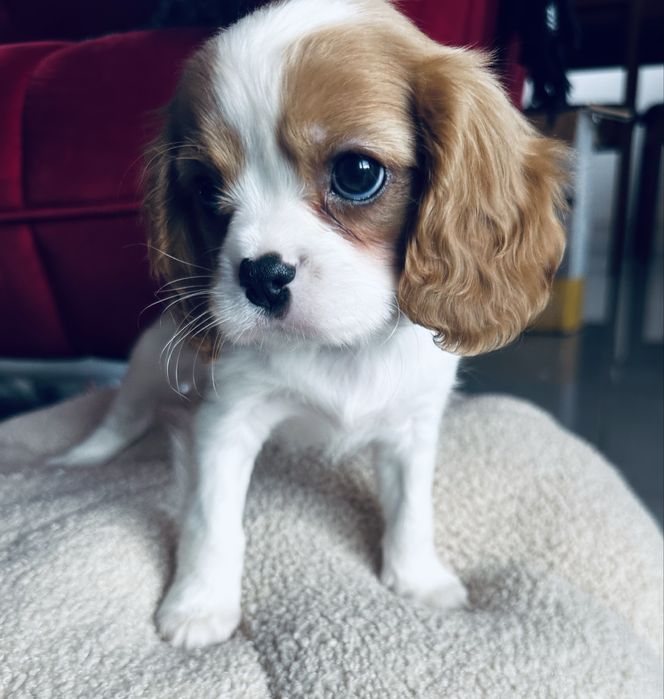 Cavalier King Charles Spaniel blenheim