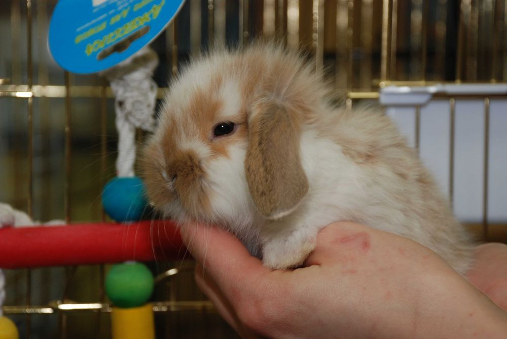 Декоративний кролик породи висловухий баранчик