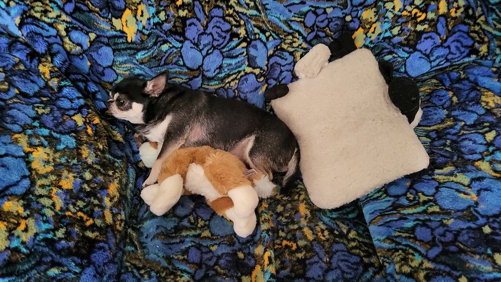 Породистый парень Чихуахуа  ищет невесту , вязка