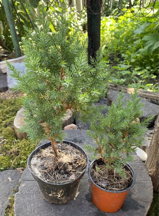 Ялівець варієгатний стрікта, схожий на ялинку