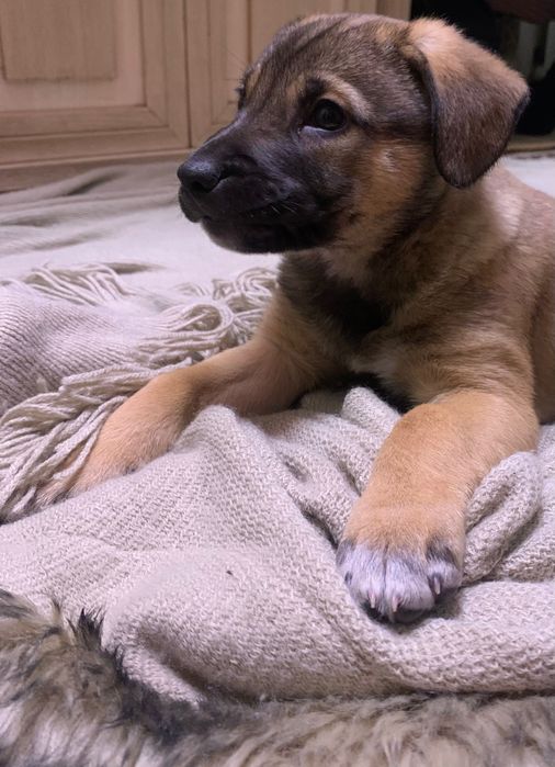 Отдам собаку в добрые руки