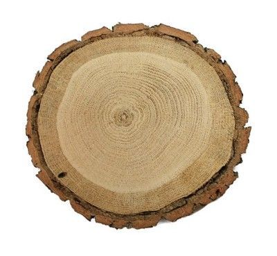 Plaster drewna dąb szlifowany flek 17-20 cm Krążek