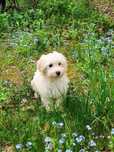 Śliczny chłopak maltipoo