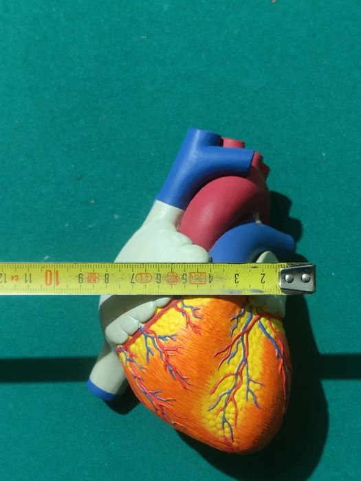 Modelo De Coração Humano