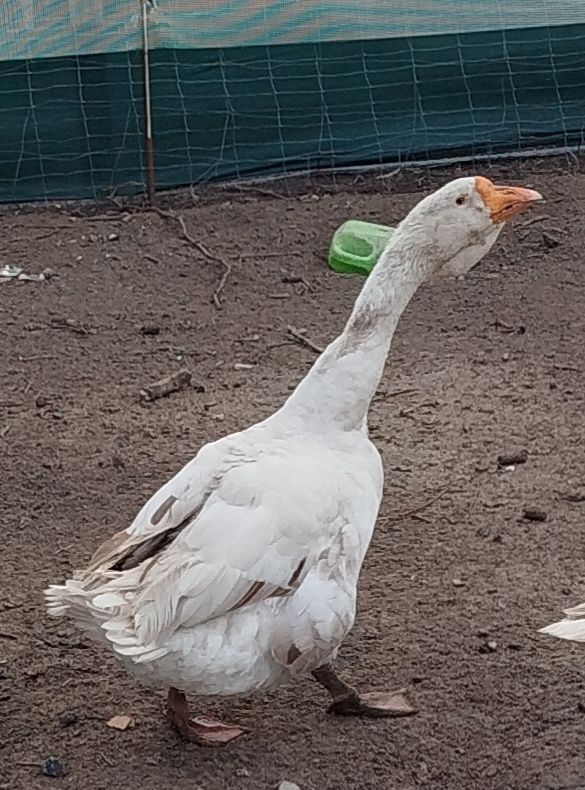 Sprzedam duze gęsi