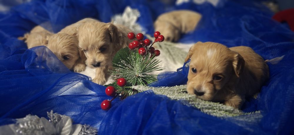 Pieski maltipoo z metryką do odbioru po 15 grudnia