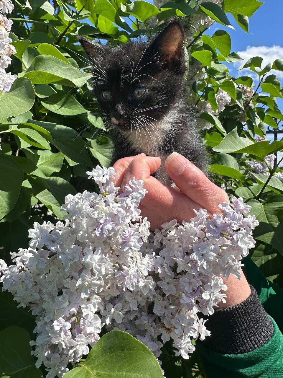 Кошеня, 1,5 місяців. Хлопчик. В надійні та люблячі ручки.