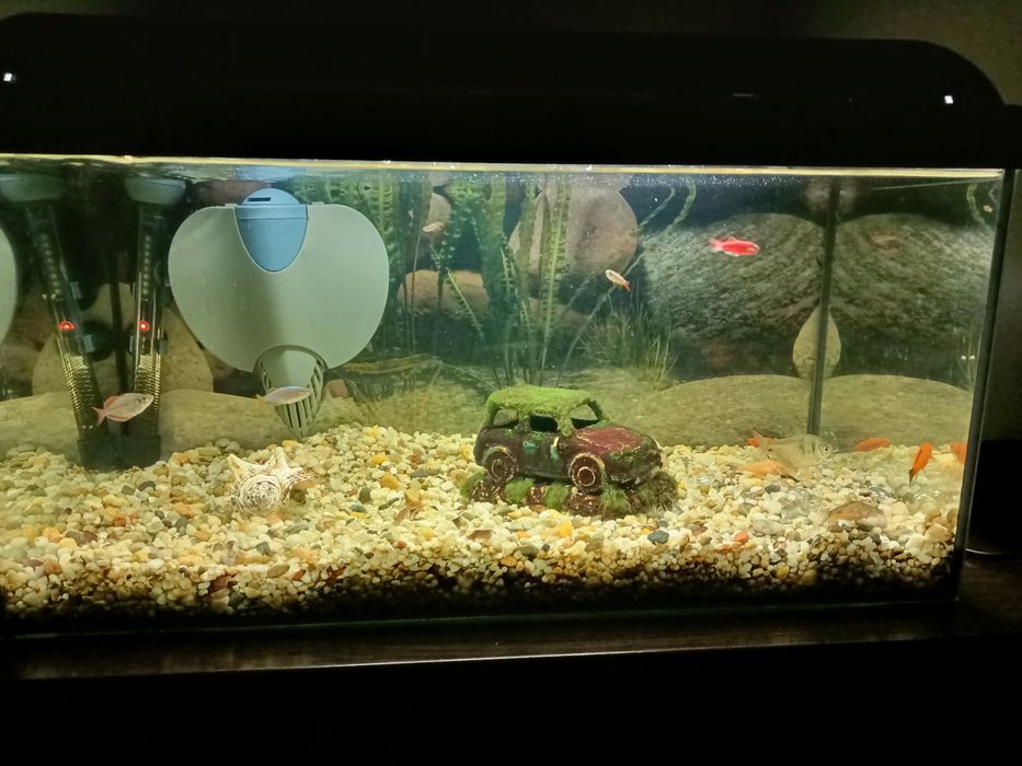 Akwarium 54l z rybkami i wyposażeniem