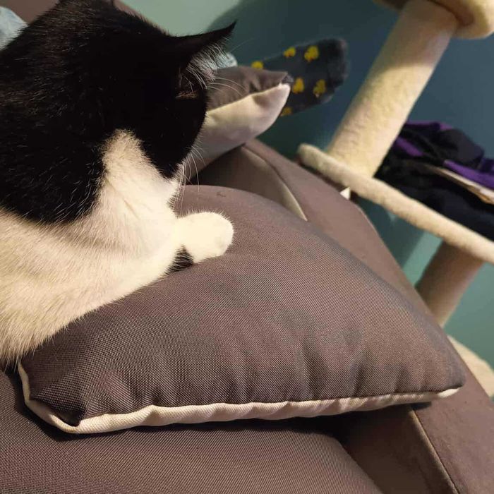 Milo: kot, dla którego człowiek jest całym światem szuka domu!